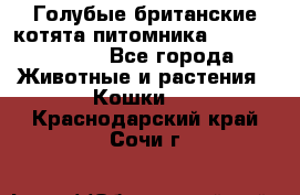 Голубые британские котята питомника Silvery Snow. - Все города Животные и растения » Кошки   . Краснодарский край,Сочи г.